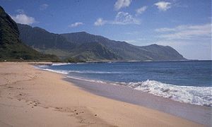Tropical Beach!