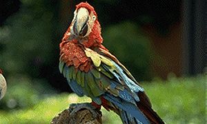 Polly Wants a Cracker!
