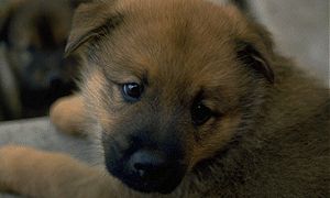 Those Puppy Eyes!