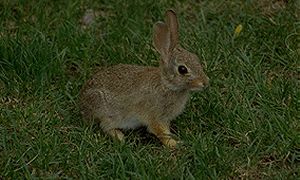 Bunny Rabbit!