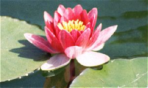 Water Lily