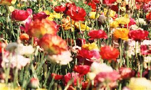 Field of Flowers